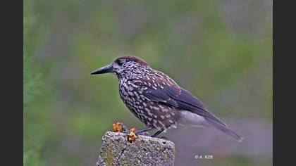 Northern Nutcracker