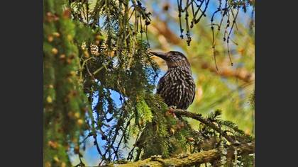 Northern Nutcracker