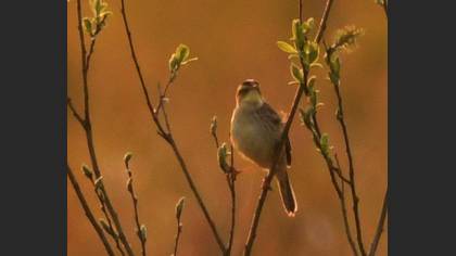 Aquatic Warbler