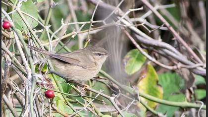 Dusky Warbler