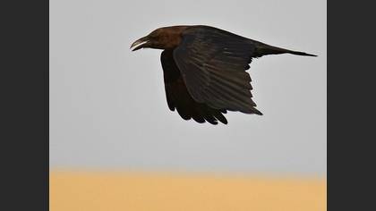 Brown-necked Raven