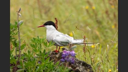 Arctic Tern