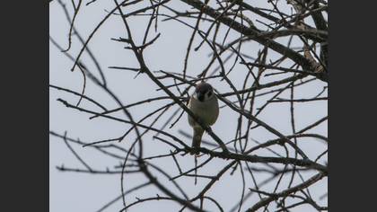 Eurasian Tree Sparrow