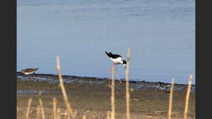 Black-winged Stilt