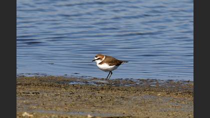Kentish Plover