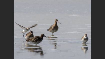 Black-tailed Godwit