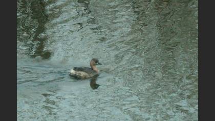 Little Grebe