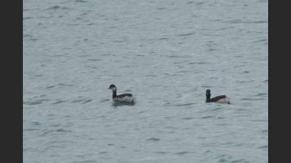 Black-necked Grebe