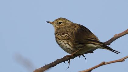 Meadow Pipit