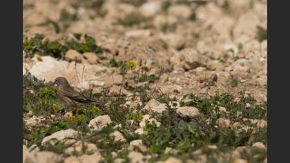 Common Linnet