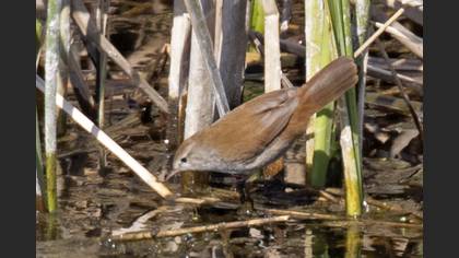 Cetti`s Warbler