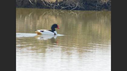 Common Shelduck