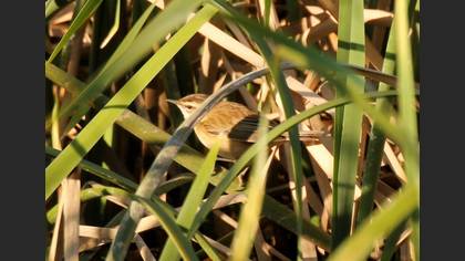 Sedge Warbler