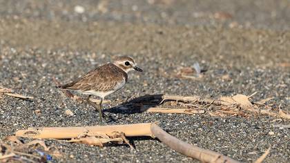 Tibetan Sand Plover