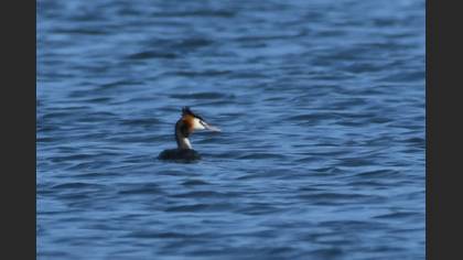 Great Crested Grebe
