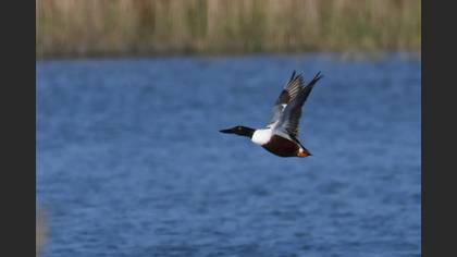 Northern Shoveler