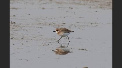 Greater Sand Plover