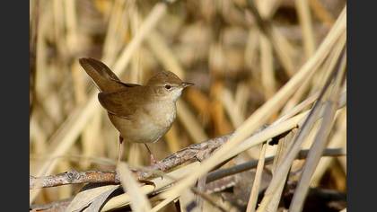 Savi`s Warbler