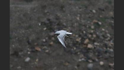 Slender-billed Gull