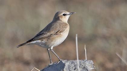 Isabelline Wheatear