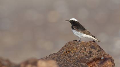Hooded Wheatear