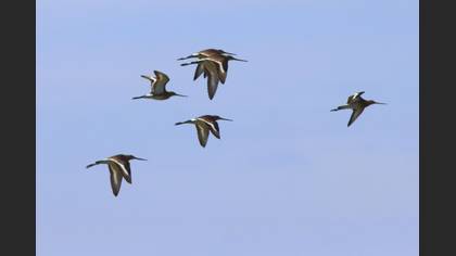 Black-tailed Godwit