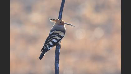 Common Hoopoe