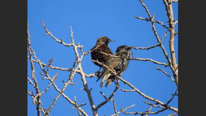 Common Starling