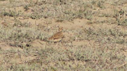 Eurasian Skylark