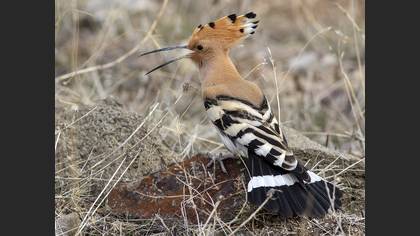 Common Hoopoe