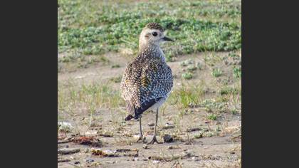 European Golden Plover