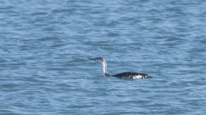Red-throated Loon