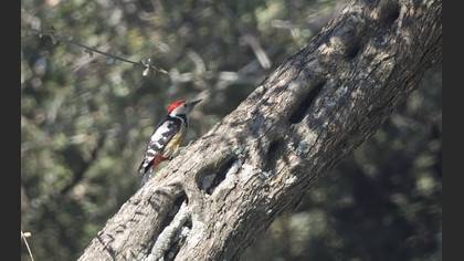 Middle Spotted Woodpecker