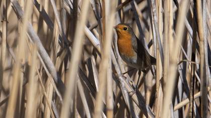 European Robin