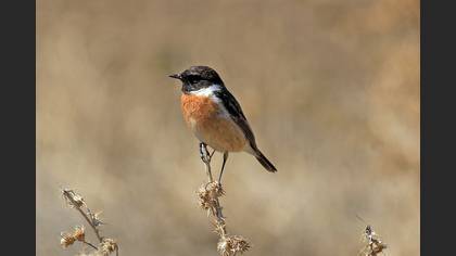 European Stonechat