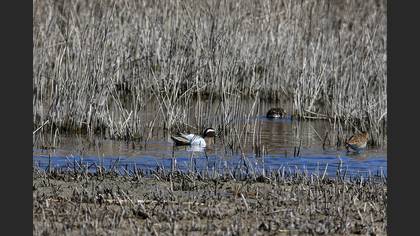 Garganey