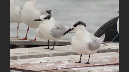 Sandwich Tern
