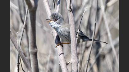Cyprus Warbler