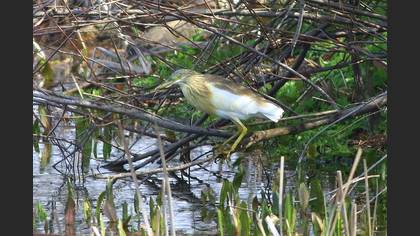 Squacco Heron