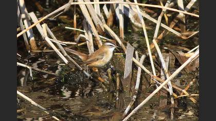 Moustached Warbler