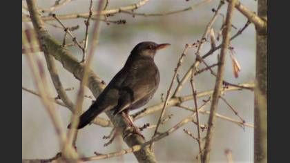 Common Blackbird