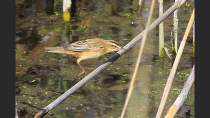 Sedge Warbler