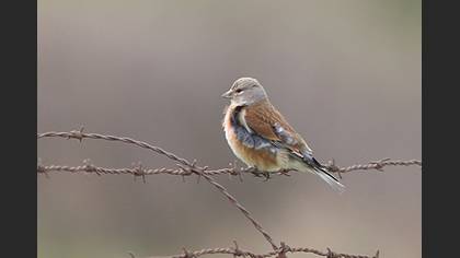 Common Linnet