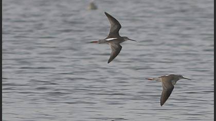 Spotted Redshank