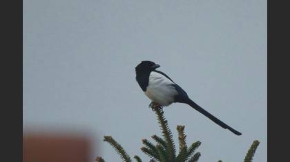 Eurasian Magpie