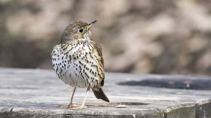 Song Thrush