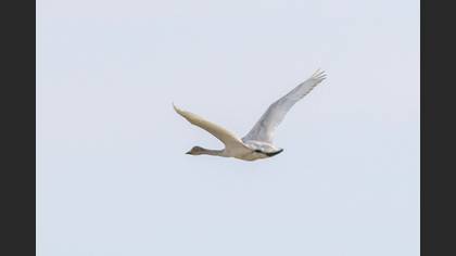 Tundra Swan