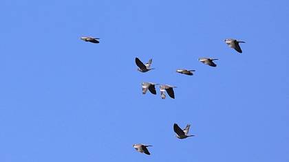 Common Wood Pigeon