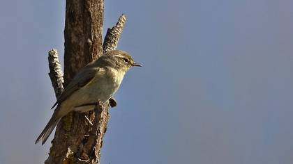 Common Chiffchaff
