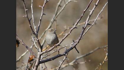 Dunnock